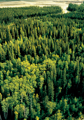 輸入住宅|木の種類と用途・カナダの森林|性能技術